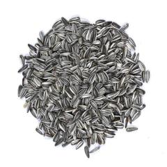 Vivid Bird Alacalı Küçük Çekirdek 500 GR (Bölünmüş)