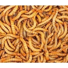 Canlı Yem Un kurdu (50 Âdet)