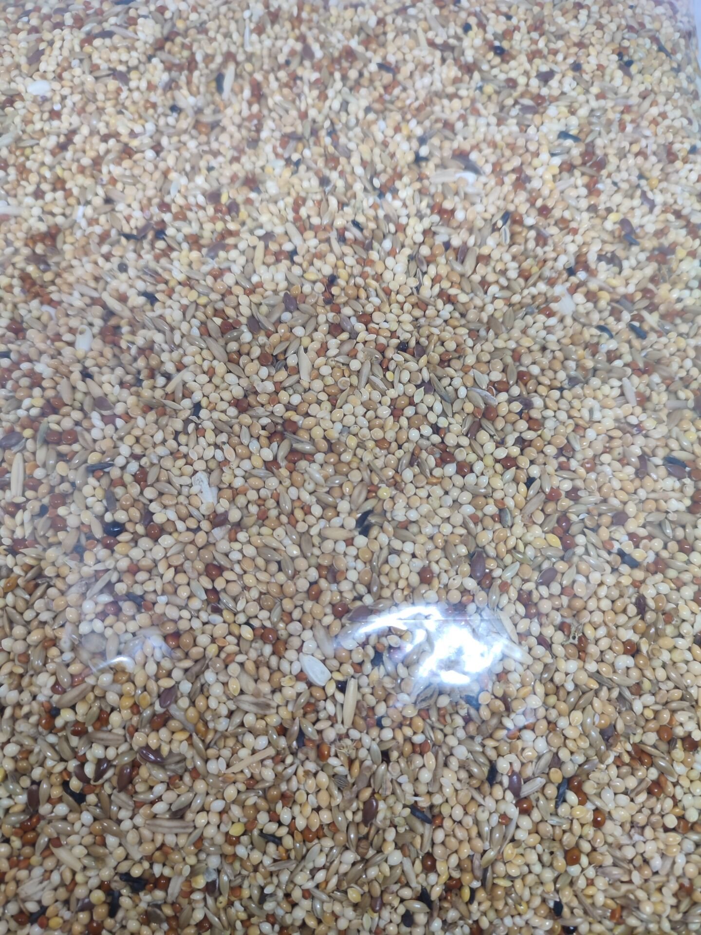 Mamaist Kızıl Daldarılı Muhabbet Kuşu Yemi 1 KG