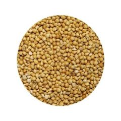 Vivid Sarı Darı 500 GR (Bölünmüş)