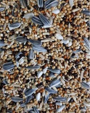 Mamaist Paraket Türleri İçin Diyet Yem 1 KG