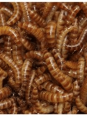 Buffalo Kurdu (50 Adet)