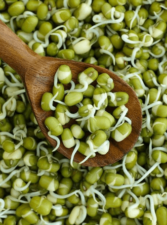 Mamaist Çimlendirmelik Maş Fasülyesi 1kg