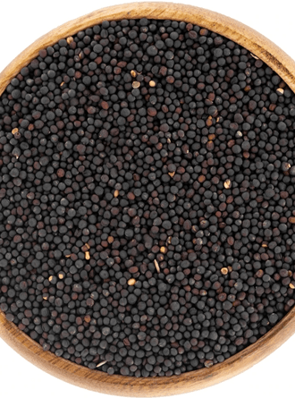 Mamaist Rapiska (Kanola) Tohumu 500 GR