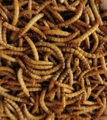 Mamaist Kurutulmuş Un Kurdu 50 GR