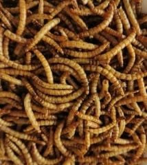 Mamaist Kurutulmuş Un Kurdu 100 GR