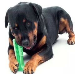Huramarketing Köpek Diş Fırçası Isırma Aparatı Büyük Boy
