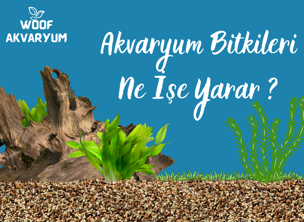Akvaryum Bitkileri Akvaryumda Ne İşe Yarar ?