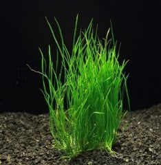 Lilaeopsis Mauritiana Zemin Bitkisi 1 Bağ
