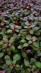 Ludwigia Mini Süper Red (Yeşil Formda) Akvaryum Bitkisi