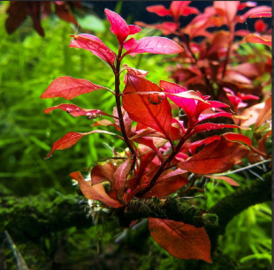 Ludwigia Mini Süper Red (Yeşil Formda) Akvaryum Bitkisi