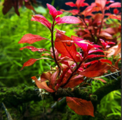 Ludwigia Mini Süper Red (Yeşil Formda) Akvaryum Bitkisi