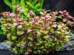 Ludwigia Mini Süper Red (Yeşil Formda) Akvaryum Bitkisi