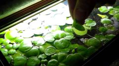 Amazon Frogbit Su Üstü Bitkisi 1 Adet Akvaryum Bitkisi