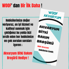 Hydrocotyle Verticillata Özel Tür Kolay Akvaryum Bitkisi 1 Saksı Canlı Bitki