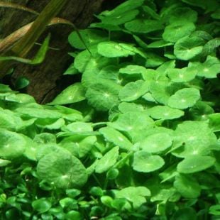 Hydrocotyle Verticillata Özel Tür Kolay Akvaryum Bitkisi 1 Saksı Canlı Bitki