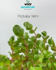 Rotala Macrandra Mini Pink Akvaryum Bitkileri Akvaryum Bitkisi