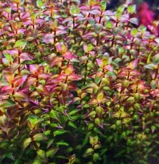 Rotala Macrandra Mini Pink Akvaryum Bitkileri Akvaryum Bitkisi