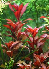 Ludwigia Repens (Gül) Kusursuz Form Akvaryum Bitkisi