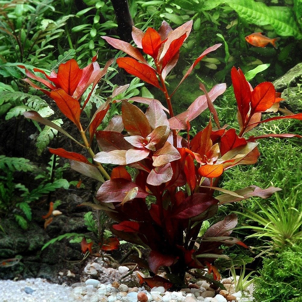 Ludwigia Repens (Gül) Kusursuz Form Akvaryum Bitkisi