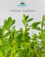 Hedyotis Salzmanii Akvaryum Bitkisi,Canlı Bitki