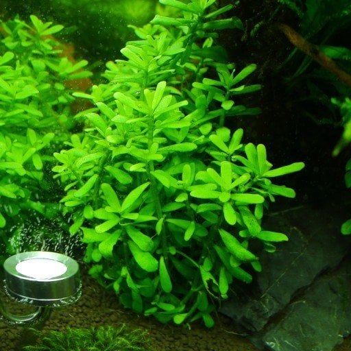 Hedyotis Salzmanii Akvaryum Bitkisi,Canlı Bitki