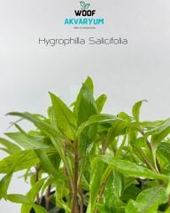 Hygrophila salicifolia Akvaryum Bitkisi Akvaryum Bitkileri