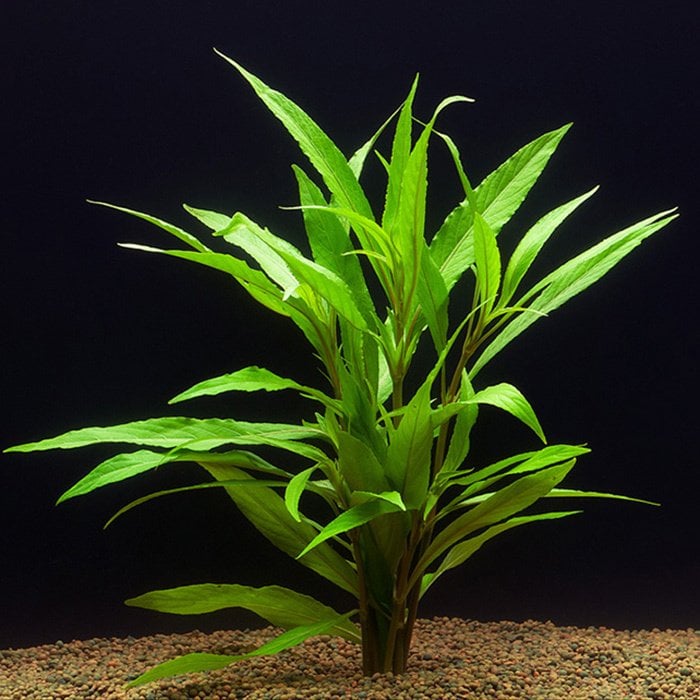 Hygrophila salicifolia Akvaryum Bitkisi Akvaryum Bitkileri