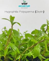 Hygrophilla Polysperma Ceylon Zeytin Akvaryum Bitkisi Canlı Bitk