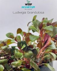 Ludwigia Grandulosa  Canlı Akvaryum Bitkisi