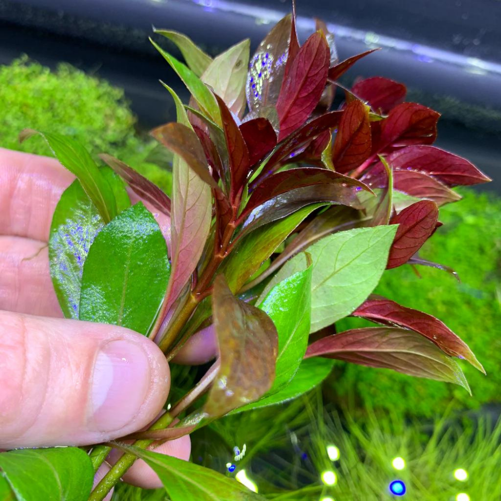 Ludwigia Grandulosa  Canlı Akvaryum Bitkisi