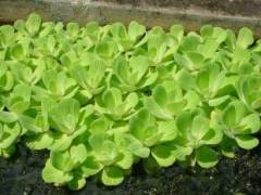 Su Marulu Su Üstü Bitkisi Suyu Filtreler, Temizler Pistia 1 Adet 7-10 cm