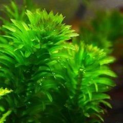 Eledoa Densa ( Egeria) 15-30 Cm Arası Akvaryum Bitkisi,Canlı Bitki