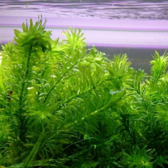 Eledoa Densa ( Egeria) 15-30 Cm Arası Akvaryum Bitkisi,Canlı Bitki