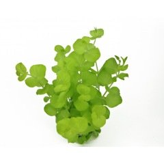 Lysimachia Nummularia Canlı Akvaryum Bitkisi