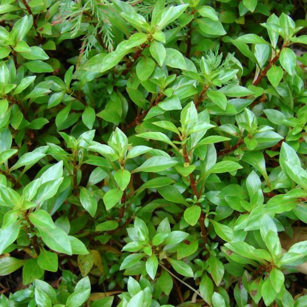 Ludwigia Green Kusursuz Form Akvaryum Bitkisi