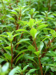 Ludwigia Green Kusursuz Form Akvaryum Bitkisi