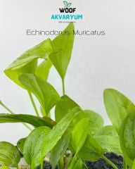 Echinodorus Muricatus 1 Saksı 1 Kök Sert Yapraklı Kolay Akvaryum Bitkisi