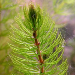Ceratophyllum Demersum Tilki Kuyruğu Kolay Akvaryum Bitkisi 1 Bağ