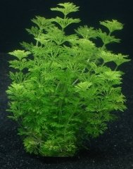 Limpnophila Sessiliflora Kolay Akvaryum Bitkisi