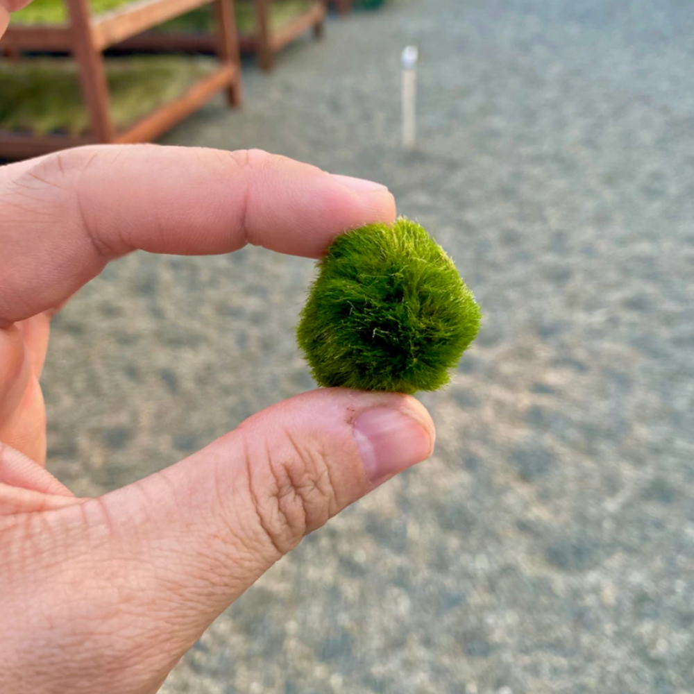 Mossball Marimo Patara Canlı Yosun Topu 3-5 cm