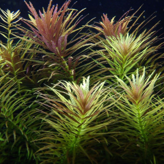 Limnophila Aromatica