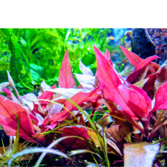 Althernanthera Reinecki Mini