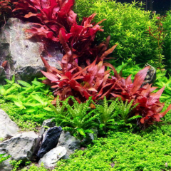 Althernanthera Reinecki Mini