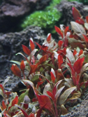 Althernanthera Reinecki Mini