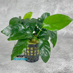 Anubias Barteri Nana 4-7 Yapraklı Kolay Akvaryum Bitkisi