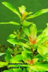 Ammania Gracilis