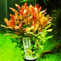 Ammania Gracilis