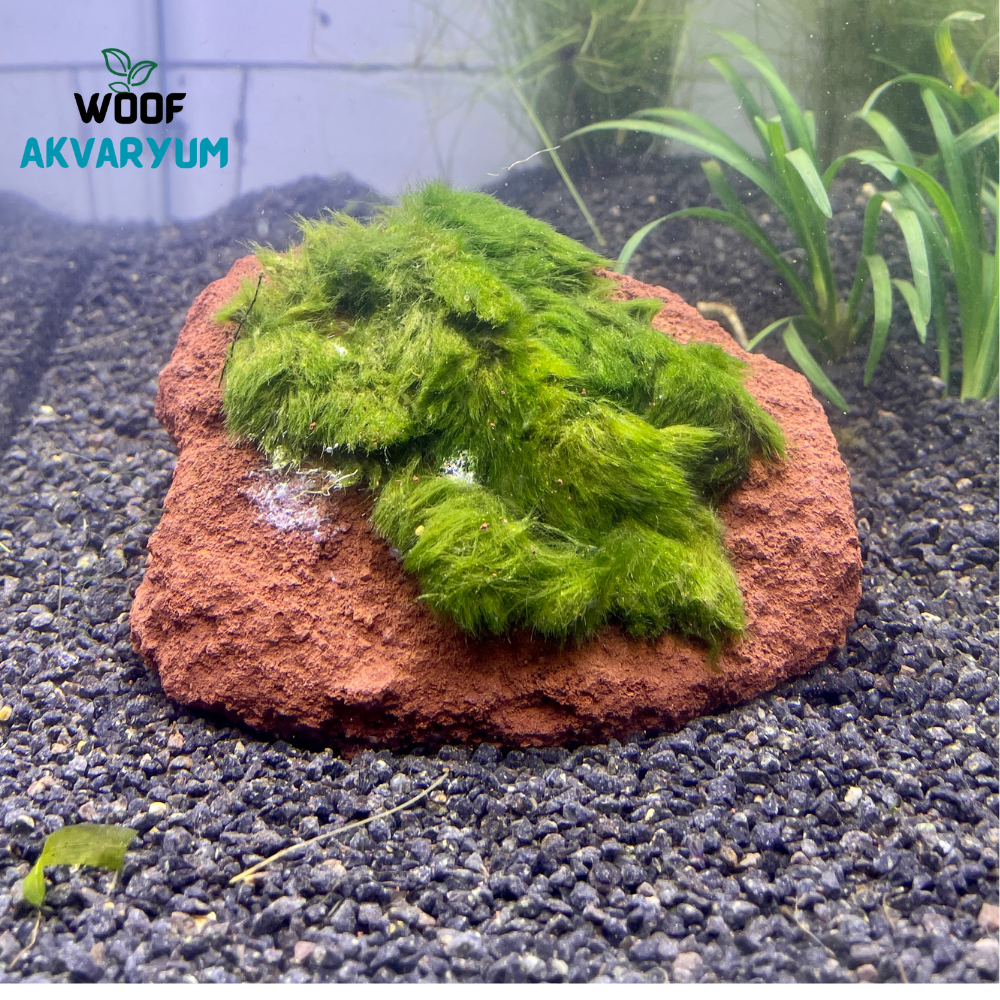 Moss Tutturulmuş Lav Kayası Akvaryum Dekoru 8-10 cm