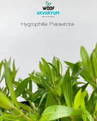 Hygrophila Parvitota